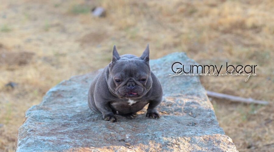 GUMMY BEAR – Blue
