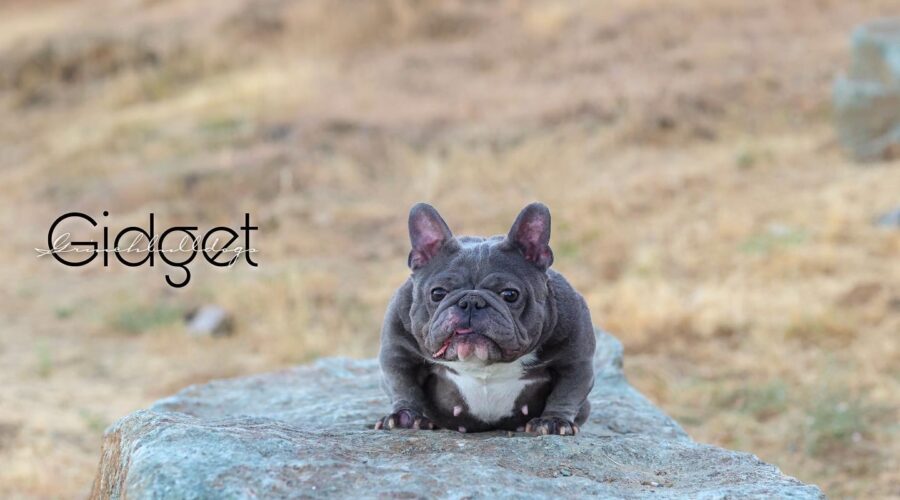 GIDGET – Blue