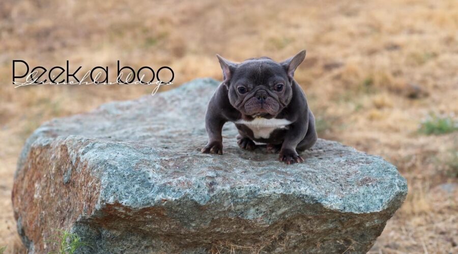 PEEK A BOO – Blue
