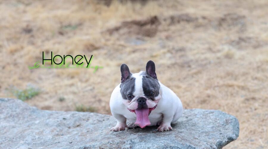 HONEY – Blue pied