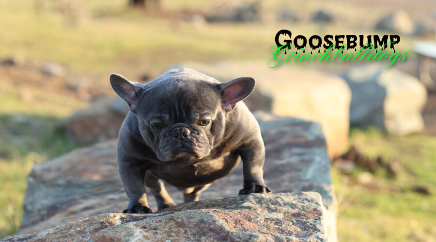 GOOSEBUMP – Blue