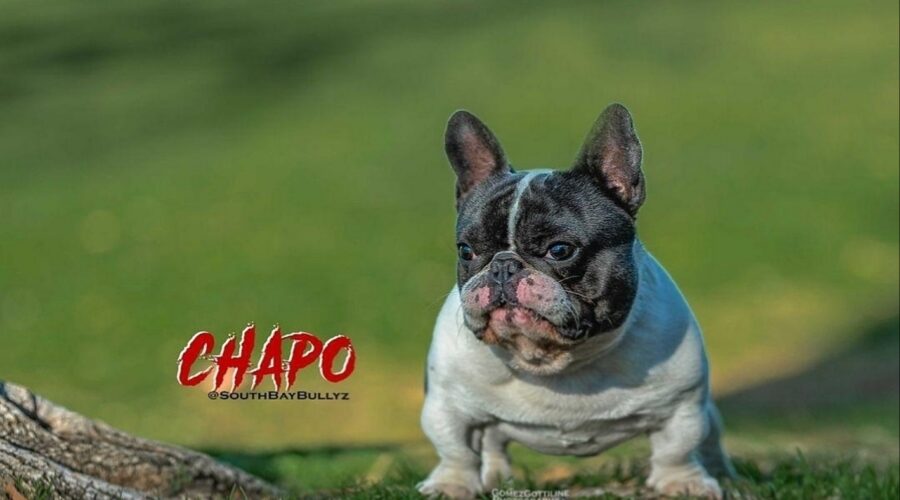 CHAPO – Blue pied