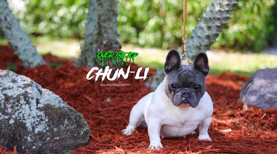 CHUN-LI – Blue pied