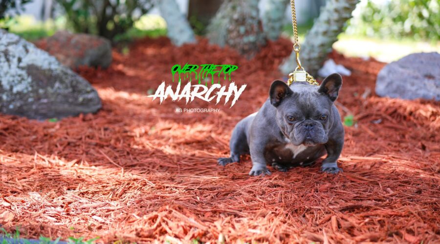 ANARCHY – Blue