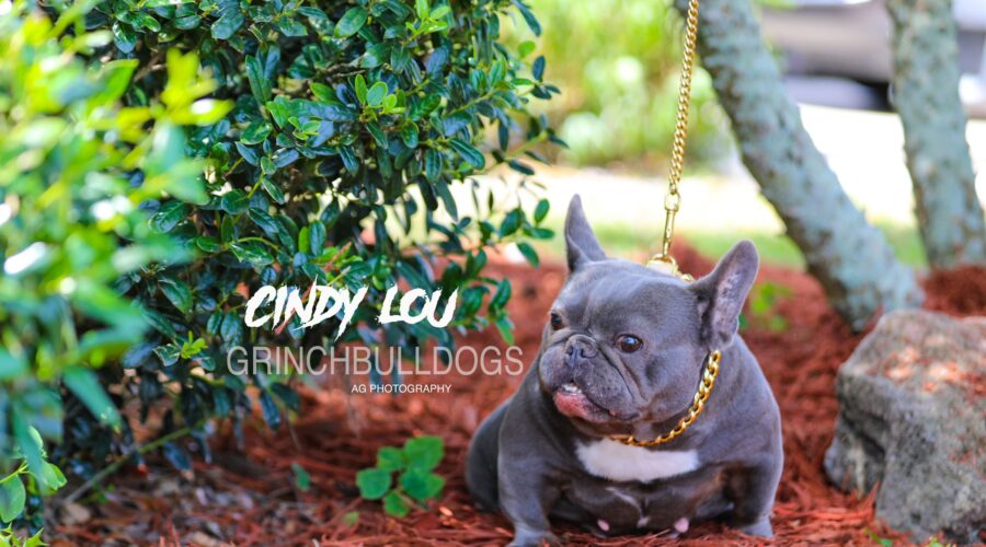 CINDY LOU – Blue