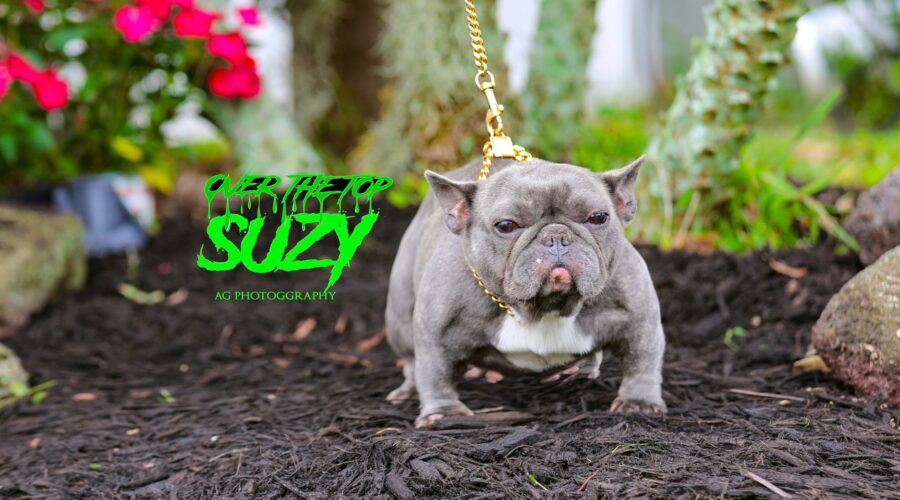 SUZY – Blue