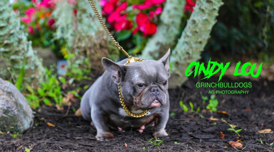 CINDY LOU – Blue