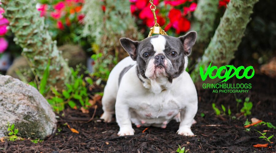 VOODOO – Blue pied